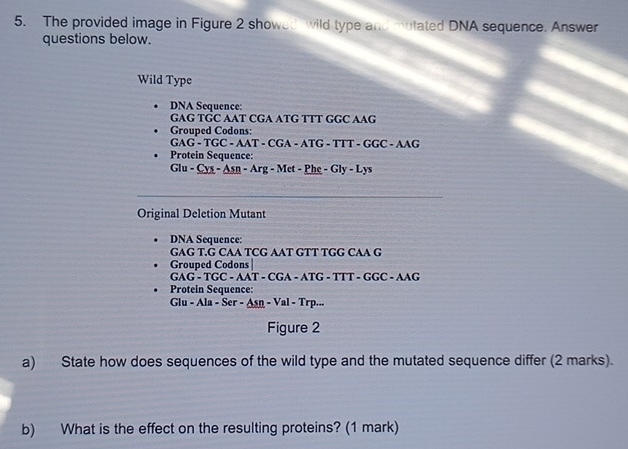 The provided image in Figure 2 showed wild type and mutated DNA sequence. Answer 
questions below. 
Wild Type 
DNA Sequence: 
GAG TGC AAT CGA ATG TTT GGC AAG 
Grouped Codons: 
GAG - TGC - AAT - CGA - ATG - TTT - GGC - AAG 
Protein Sequence: 
Glu - Cys - Asn - Arg - Met - Phe - Gly - Lys 
_ 
Original Deletion Mutant 
DNA Sequence: 
GAG T.G CAA TCG AAT GTT TGG CAA G 
Grouped Codons | 
GAG - TGC - AAT - CGA - ATG - TTT - GGC - AAG 
Protein Sequence: 
Glu - Ala - Ser - Asn - Val - Trp... 
Figure 2 
a) State how does sequences of the wild type and the mutated sequence differ (2 marks). 
b) What is the effect on the resulting proteins? (1 mark)