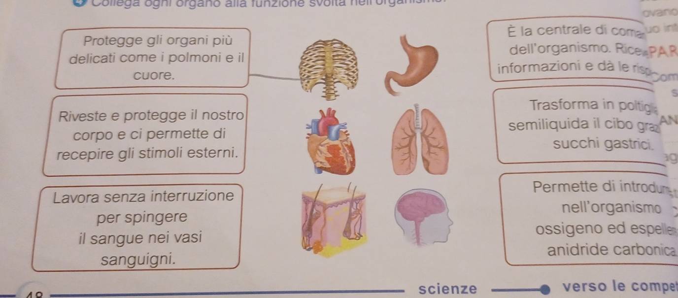 Collega oghi organo alla funzione svoita neirory 
ovaro 
la centrale di coma uo in 
Protegge gli organi piùdell'organismo. Rice PA R 
delicati come i polmoni e il 
informazioni e dà le risp 
cuore.bom 
s 
Trasforma in poltig 
Riveste e protegge il nostro 
semiliquida il cibo gra AN 
corpo e ci permette disucchi gastrici. 
recepire gli stimoli esterni. 
ag 
Lavora senza interruzione 
Permette di introdur 
nell'organismo 
per spingere 
il sangue nei vasi 
ossigeno ed espelle 
anidride carbonica 
sanguigni. 
scienze verso le compe