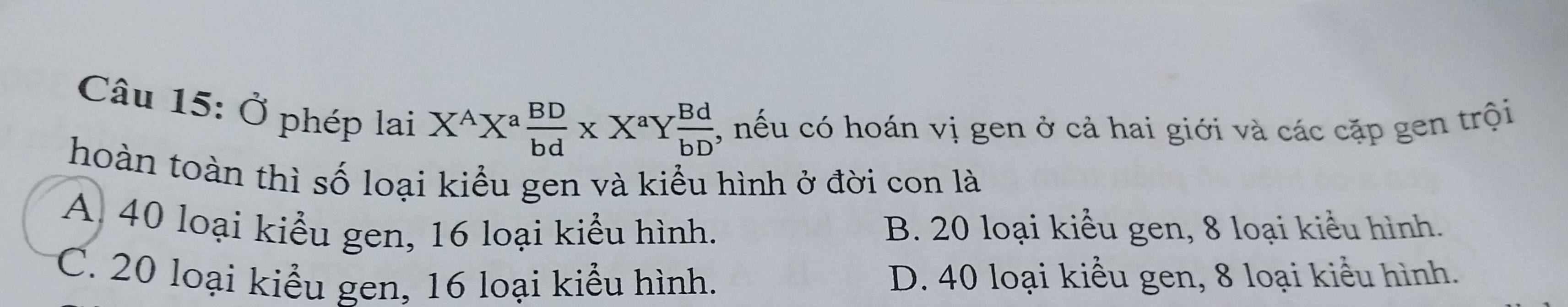 Ở phép lai X^AX^a BD/bd * X^aY Bd/bD  , nếu có hoán vị gen ở cả hai giới và các cặp gen trội
hoàn toàn thì số loại kiểu gen và kiểu hình ở đời con là
A 40 loại kiểu gen, 16 loại kiểu hình. B. 20 loại kiểu gen, 8 loại kiểu hình.
C. 20 loại kiểu gen, 16 loại kiểu hình. D. 40 loại kiểu gen, 8 loại kiểu hình.