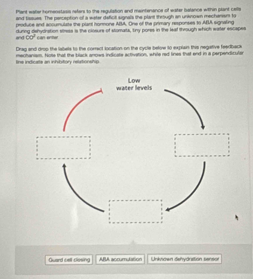 Plant water homeostasis refers to the regulation and maintenance of water balance within plant cells 
and tissues. The perception of a water deficit signals the plant through an unknown mechanism to 
produce and accurnulate the plant hormone ABA. One of the primary responses to ABA signaling 
during dehydration stress is the closure of stomata, tiny pores in the leaf through which water escapes 
and CO^2 can enter 
Drag and drop the labels to the correct location on the cycle befow to explain this negative feedback 
mechanism. Note that the black arrows indicate activation, while red lines that end in a perpendicular 
line indicate an inhibitory relationship. 
Guard cell closing ABA accumulation Unknown dehydration sensor