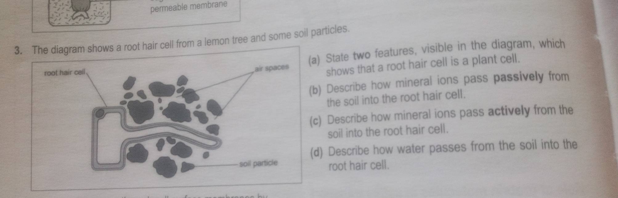 permeable membrane 
s a root hair cell from a lemon tree and some soil particles. 
a) State two features, visible in the diagram, which 
shows that a root hair cell is a plant cell. 
) Describe how mineral ions pass passively from 
the soil into the root hair cell. 
c) Describe how mineral ions pass actively from the 
soil into the root hair cell. 
d) Describe how water passes from the soil into the 
root hair cell.