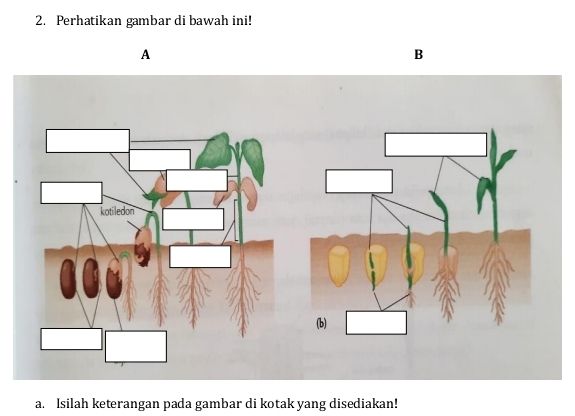 Perhatikan gambar di bawah ini! 
A 
B 
a. Isilah keterangan pada gambar di kotak yang disediakan!