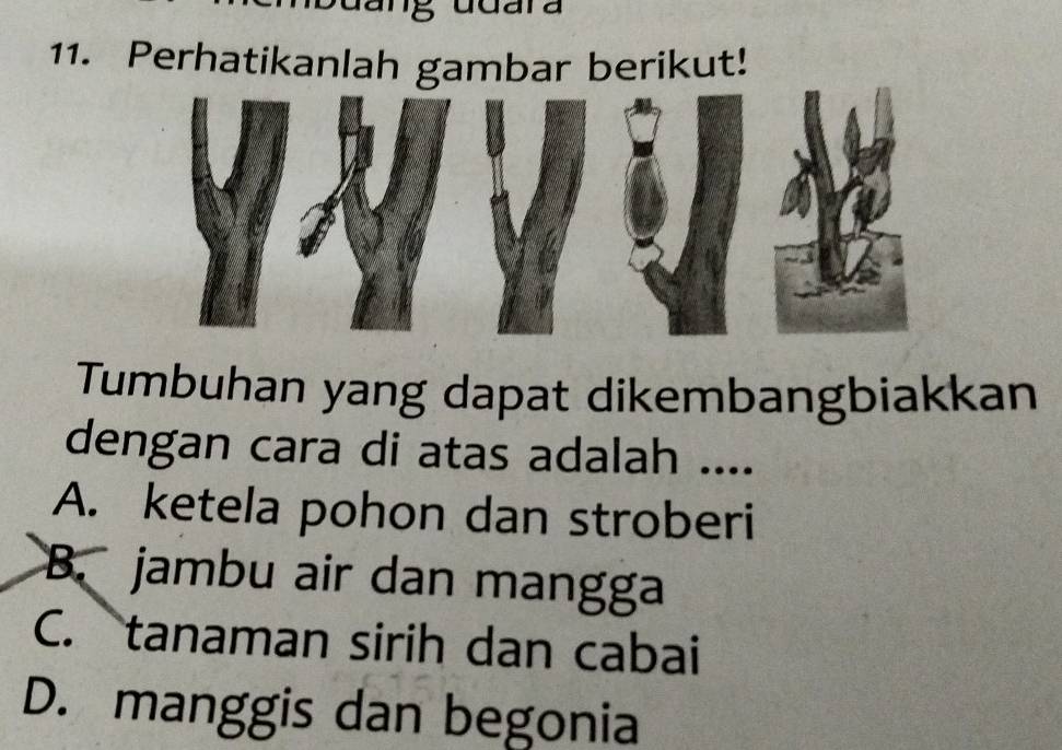 Perhatikanlah gambar berikut!
Tumbuhan yang dapat dikembangbiakkan
dengan cara di atas adalah ....
A. ketela pohon dan stroberi
B. jambu air dan mangga
C. tanaman sirih dan cabai
D. manggis dan begonia