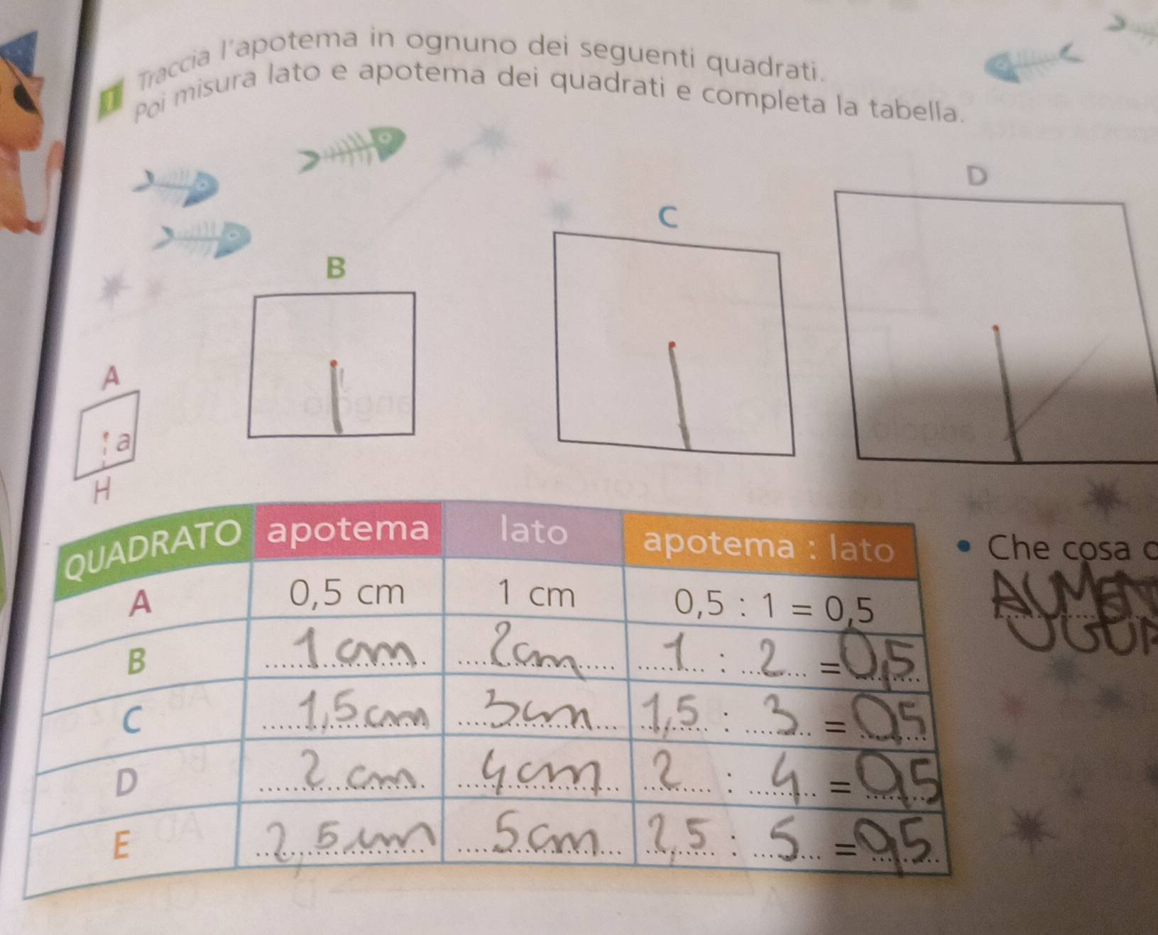 Traccia l’apotema in ognuno dei seguenti quadrati.
Poi misura lato e apotema dei quadrati e completa la tabella.
B
A
! a
osa o