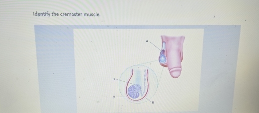 Identify the cremaster muscle.