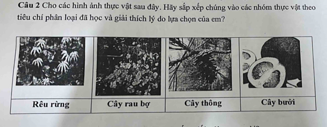 Cho các hình ảnh thực vật sau đây. Hãy sắp xếp chúng vào các nhóm thực vật theo 
tiêu chí phân loại đã học và giải thích lý do lựa chọn của em?