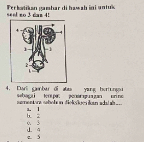 Perhatikan gambar di bawah ini untuk
soal no 3 dan 4!
4. Dari gambar di atas yang berfungsi
sebagai tempat penampungan urine
sementara sebelum diekskresikan adalah....
a. l
b. 2
c. 3
d. 4
e. 5