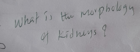 What is the marphology 
of kidneys?