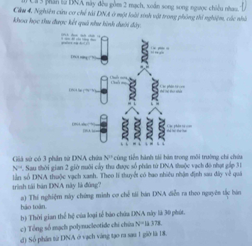 ( Cả 3 phân tử BRA này đều gồm 2 mạch, xoắn song song ngược chiêu nhau.
Câu 4, Nghiên cứu cơ chế tải DNA ở một loài sinh vật trong phòng thí nghiệm, các nhà
khoa học thu được kết quả như hình dưới đây.
Giả sứ có 3 phân từ DNA chứa N'' * cùng tiến hành tái bản trong môi trường chỉ chứa
N'' *. Sau thời gian 2 giờ nuôi cầy thu được số phân tử DNA thuộc vạch đó nhạt gấp 31
lần số DNA thuộc vạch xanh. Theo lí thuyết có bao nhiêu nhận định sau đây về quá
trình tái bán DNA này là đủng?
a) Thí nghiệm này chứng minh cơ chế tái bán DNA diễn ra theo nguyên tắc bán
báo toàn.
b) Thời gian thể hệ của loại tế bào chứa DNA này là 30 phút.
c) Tổng số mạch polynucleotide chi chứa N^(24) là 378.
d) Số phân tử DNA ở vạch vàng tạo ra sau 1 giờ là 18.