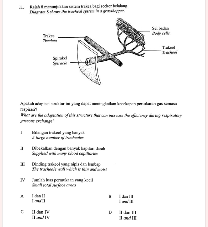 Rajah 8 menunjukkan sistem trakea bagi seekor belalang.
Diagram 8 shows the tracheal system in a grasshopper.
Apakah adaptasi struktur ini yang dapat meningkatkan kecekapan pertukaran gas semasa
respirasi?
What are the adaptation of this structure that can increase the efficiency during respiratory
gaseous exchange?
I Bilangan trakeol yang banyak
A large number of tracheoles
II Dibekalkan dengan banyak kapilari darah
Supplied with many blood capillaries
III Dinding trakeol yang nipis dan lembap
The tracheole wall which is thin and moist
IV Jumlah luas permukaan yang kecil
Small total surface areas
A I dan II B I dan III
I and II I and III
C II dan IV D II dan III
II and IV II and III