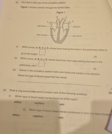 (t The heart is also part of the circulatory systern.
Figure I shows a section through the human heart.
( Which arrow. A. B. C or D. shows blood leaving the heart in the pulmonary artery to
go to the lungs? (1)
() Which arrow. A. B. C ar D. shows blood from the lungs entering the heart in the
pulmonary vein?
(1)
(iii) Valves in the circulatory system make sure blood only travels in one direction.
Name the type of blood vessel that has valves.
_
(a) Draw a ring around one word to answer each of the following questions. Q
(i) Which type of blood vessel carries blood out of the heart?
artery capillary vein
(ii) Which type of blood vessel allows substances to enser and leave the bi
artery capiliary vein