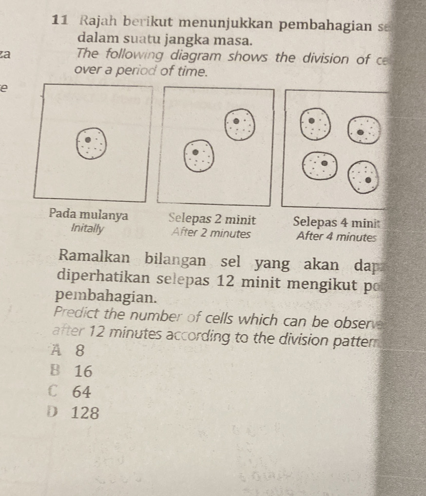 Rajah berikut menunjukkan pembahagian s
dalam suatu jangka masa.
za The following diagram shows the division of c
over a period of time.
e
Pada mulanya Selepas 2 minit Selepas 4 minit
Initally After 2 minutes After 4 minutes
Ramalkan bilangan sel yang akan dap
diperhatikan selepas 12 minit mengikut po
pembahagian.
Predict the number of cells which can be observ
after 12 minutes according to the division patter
A 8
B 16
C 64
D 128