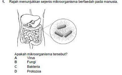 Rajah menunjukkan sejenis mikroorganisma berfaedah pada manusia.
Apakah mikroorganisma tersebut?
A Virus
B Fungi
C Bakteria
D Protozoa