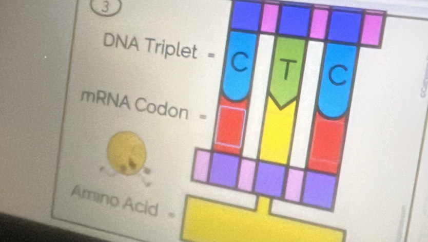 3
DNA Triplet = C T C
mRNA Codon =
Amino Acid