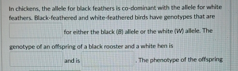 In chickens, the allele for black feathers is co-dominant with the allele for white 
feathers. Black-feathered and white-feathered birds have genotypes that are 
□ for either the black (B) allele or the white (W) allele. The 
genotype of an offspring of a black rooster and a white hen is 
□ and is □. The phenotype of the offspring