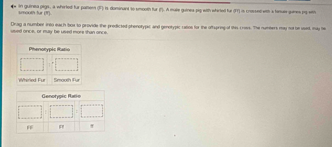 In guinea pigs, a whirled fur pattern (F) is dominant to smooth fur (f). A male guinea pig with whirled fur (Ff) is crossed with a female gunea pg with
smooth fur (ff).
Drag a number into each box to provide the predicted phenotypic and genotypic ratios for the offspring of this cross. The numbers may not be used, may be
used once, or may be used more than once.