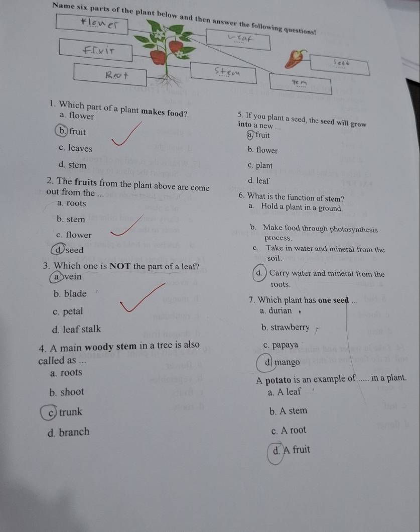 Name six parts of the plant below and then answer the following questions!
seed
1. Which part of a plant makes food? into a new ...
5. If you plant a seed, the seed will grow
a. flower a) fruit
b. fruit
c. leaves b. flower
d. stem c. plant
d. leaf
2. The fruits from the plant above are come
out from the ... 6. What is the function of stem?
a. roots a. Hold a plant in a ground.
b. stem b. Make food through photosynthesis
c. flower process.
d)seed c. Take in water and mineral from the
soil.
3. Which one is NOT the part of a leaf? d. ) Carry water and mineral from the
a vein
roots.
b. blade
7. Which plant has one seed ...
c. petal a. durian 。
d. leaf stalk b. strawberry
4. A main woody stem in a tree is also c. papaya
called as ... d/mango
a. roots
A potato is an example of ..... in a plant.
b. shoot a. A leaf
c) trunk b. A stem
d. branch c. A root
d. A fruit