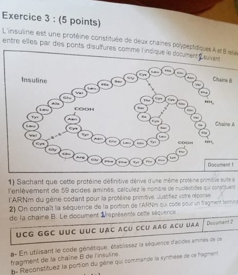 L'insuline est une protéine constituée de deux chaines polypeptidiques A et B reliés 
entre elles par des ponts disulfures comme l'indique le document à suivant 
B 
Chaine A 
1 
1) Sachant que cette protéine définitive dérive d'une même protéine primitive suite à 
l'enlèvement de 59 acides aminés, calculez le nombre de nucléotides qui constituent 
l'ARNm du gène codant pour la protéine primitive. Justifiez votre réponse 
2) On connaît la séquence de la portion de l'ARNm qui code pour un fragment termina 
de la chaine B. Le document Vreprésente cette séquence : 
UCG GGC UƯC UUC UẠC ACÜ CCƯ AAG ACU UAA Document 2 
a- En utilisant le code génétique, établissez la séquence d'acides aminés de ce 
fragment de la chaîne B de l'insuline 
b- Reconstituez la portion du gène qui commande la synthèse de ce fragment