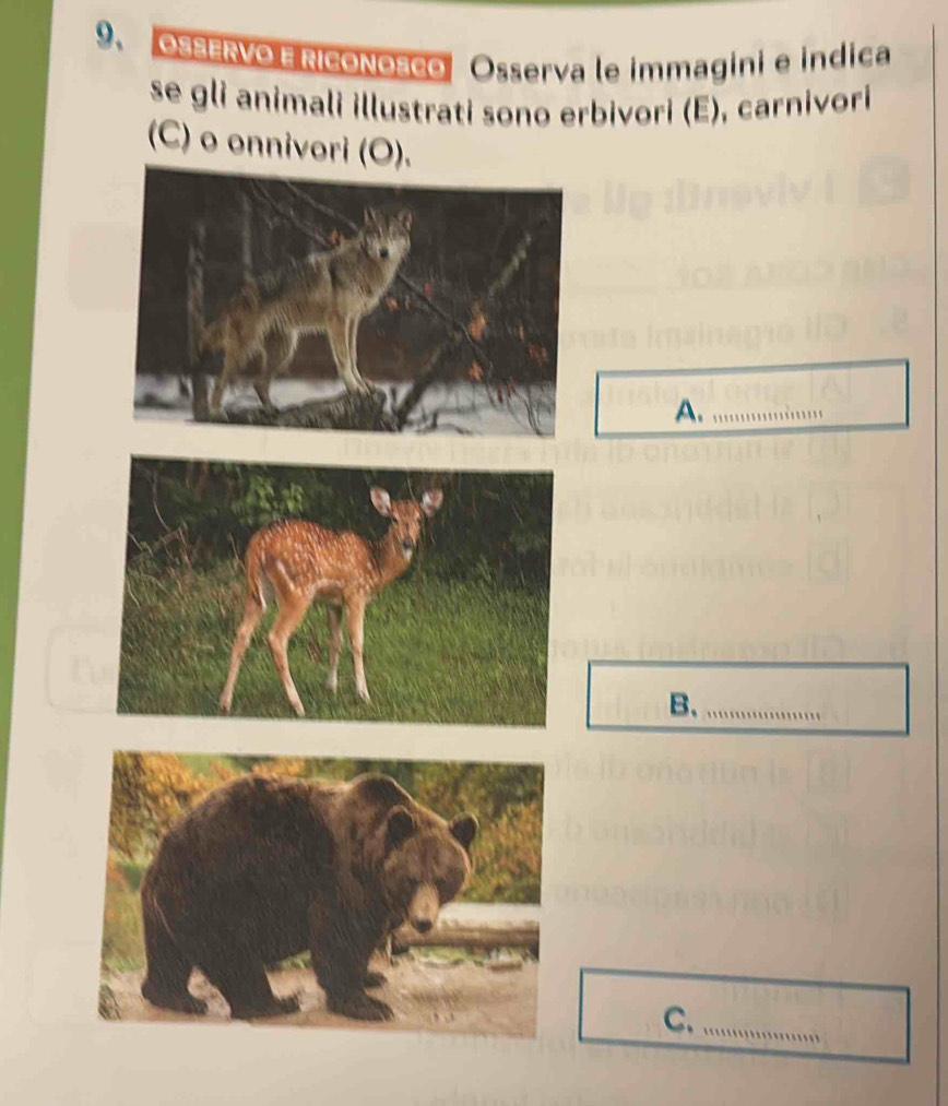 OSSERVO E RICONOSCo Osserva le immagini e indica 
se gli animali illustrati sono erbivori (E), carnivori 
(C) o onnivori (O). 
A._ 
B._ 
C._