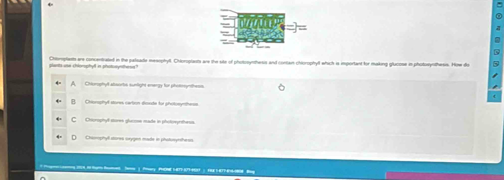 Chloroplasts are concentrated in the palisade mesophyll. Chloroplasts are the site of photosynthesis and contain chlorophyll which is important for making glucose in photosynthesis. How do
plants use chlorophyll in photosynthesis?
A Chlorophyll absorbs sumlight energy for photosynthesis.
Chlorophyll stores carbon disxide for photosynthesis
C Chiorophyll stores glucose made in photosyrthesis.
Chiorophyll stores sxygen made in photosynthesis
2004, A lígrès Reume Temns: | Pmary PHONE 1-877-377-9537 | FAX 1-877-616-0808 Blog