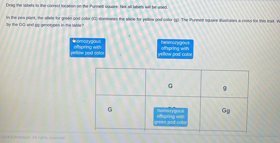 Solved: Drag the labels to the correct location on the Punnett square ...