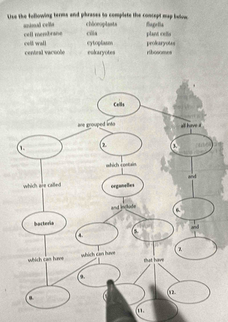 Use the following terms and phrases to complete the concept map below.
animal cella chioroplasts flagella
cell membrane cilia plant cells
cell wall cytoplasm prokaryotes
central vacuole eukaryotes ribosomes
(11,