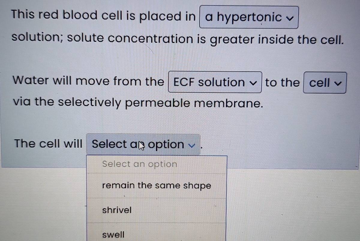 This red blood cell is placed in a hypertonic 
solution; solute concentration is greater inside the cell.
Water will move from the ECF solution ~ to the | cell √
via the selectively permeable membrane.
The cell will Select an option
Select an option
remain the same shape
shrivel
swell