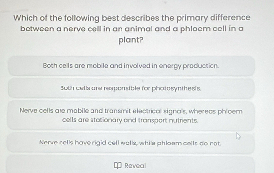 Which of the following best describes the primary difference
between a nerve cell in an animal and a phloem cell in a
plant?
Both cells are mobile and involved in energy production.
Both cells are responsible for photosynthesis.
Nerve cells are mobile and transmit electrical signals, whereas phloem
cells are stationary and transport nutrients.
Nerve cells have rigid cell walls, while phloem cells do not.
Reveal