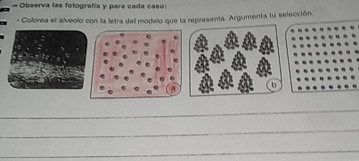 # Observa las fotografía y para cada caso: 
- Colorea el alveolo con la letra del modelo que la representa. Argumenta tu selección. 
_ 
_ 
_