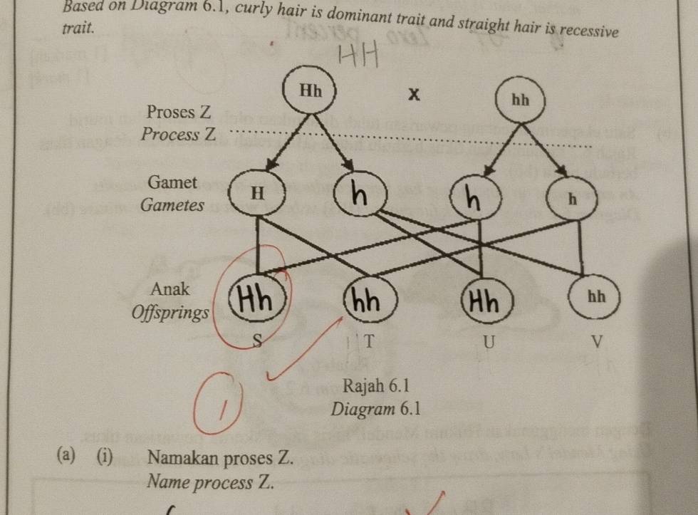 Based on Diagram 6.1, curly hair is dominant trait and straight hair is recessive 
trait. 
(a) (i) Namakan proses Z. 
Name process Z.