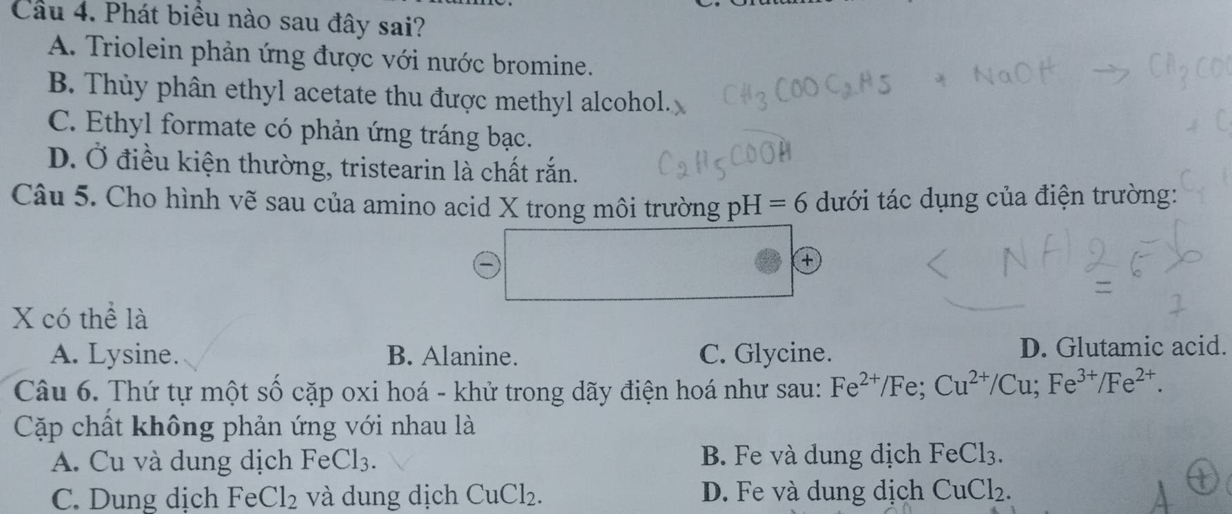 Phát biểu nào sau đây sai?
A. Triolein phản ứng được với nước bromine.
B. Thủy phân ethyl acetate thu được methyl alcohol.
C. Ethyl formate có phản ứng tráng bạc.
D. Ở điều kiện thường, tristearin là chất rắn.
Câu 5. Cho hình vẽ sau của amino acid X trong môi trường 1 ph =6 dưới tác dụng của điện trường:
+
X có thể là
A. Lysine. B. Alanine. C. Glycine. D. Glutamic acid.
Câu 6. Thứ tự một số cặp oxi hoá - khử trong dãy điện hoá như sau: Fe^(2+)/Fe; Cu^(2+)/Cu; Fe^(3+)/Fe^(2+). 
Cặp chất không phản ứng với nhau là
A. Cu và dung dịch FeCl3. B. Fe và dung dịch FeCl_3.
C. Dung dịch Fe Cl_2 và dung dịch CuCl_2. D. Fe và dung dịch CuCl_2.