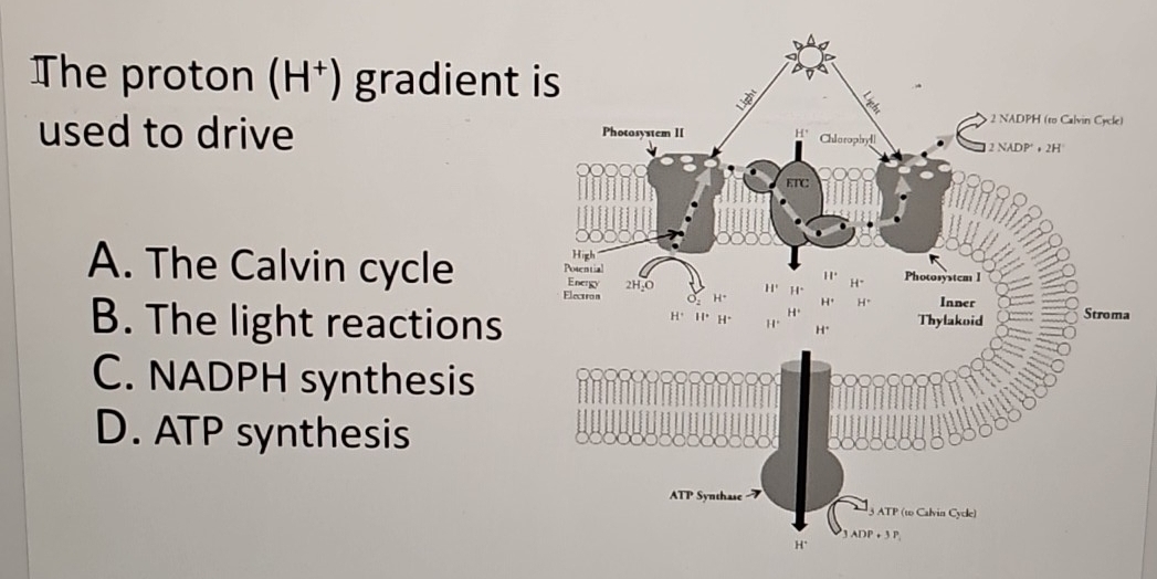 Solved: The proton (H^+) gradient used to drive A. The Calvin cycle a B ...