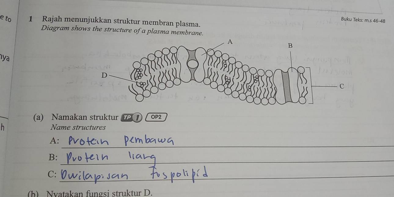 Selesai:Buku Teks: m.s 46-48 e to 1 Rajah menunjukkan struktur membran  plasma. Diagram shows the