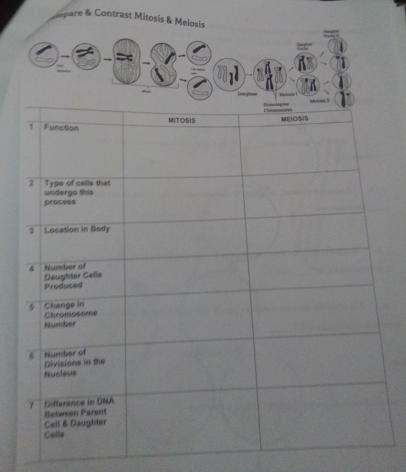 mpare & Contrast Mitosis & Meiosis