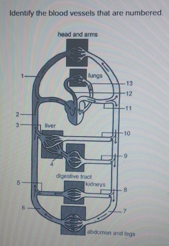 Identify the blood vessels that are numbered. 
egs