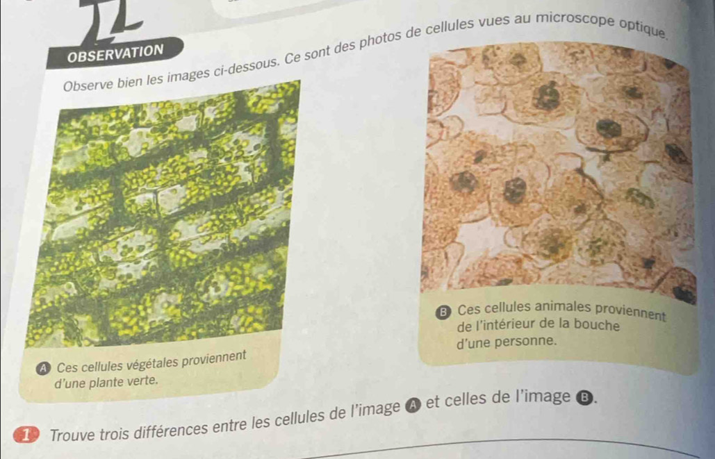 OBSERVATION 
s ci-dessous. Ce sont des photos de cellules vues au microscope optique 
A Ces cellules végétales proviennent 
d’une plante verte. 
_ 
Trouve trois différences entre les cellules de l'image A et celles de l'image ③.