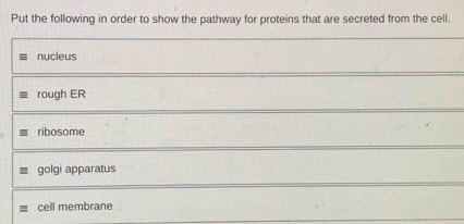 Put the following in order to show the pathway for proteins that are secreted from the cell.
nucleus
rough ER
ribosome
golgi apparatus
cell membrane