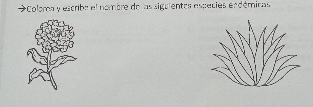 Colorea y escribe el nombre de las siguientes especies endémicas