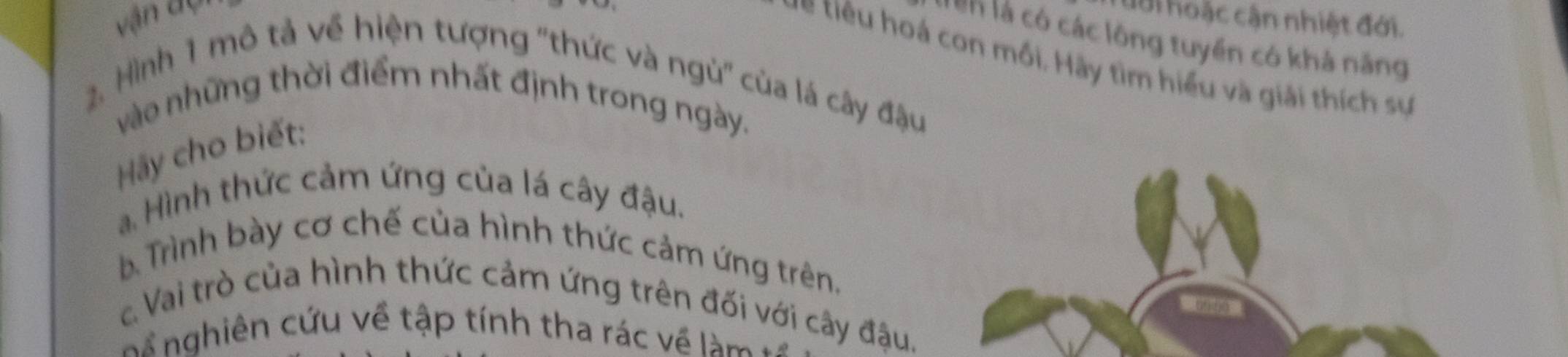 vận d ự Lới hoặc cận nhiệt đới.
Tên là có các lông tuyển có khả năng
* = tiêu hoá con mối. Hãy tìm hiểu và giải thích sự
2. Hình 1 mô tả về hiện tượng "thức và ngù' của lá cây đậu
vào những thời điểm nhất định trong ngày.
Hy cho biết:
Hình thức cảm ứng của lá cây đậu.
à Trình bày cơ chế của hình thức cảm ứng trên,
c Vai trò của hình thức cảm ứng trên đối với cây đậu.
n nghiên cứu về tập tính tha rác về là m ở