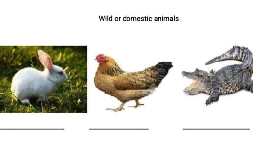 Wild or domestic animals 
__ 
_