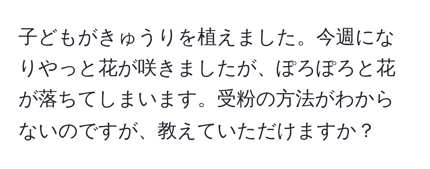 子どもがきゅうりを植えました。今週になりやっと花が咲きましたが、ぽろぽろと花が落ちてしまいます。受粉の方法がわからないのですが、教えていただけますか？