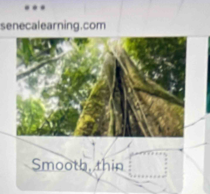 senecalearning.com 
Smooth, thin