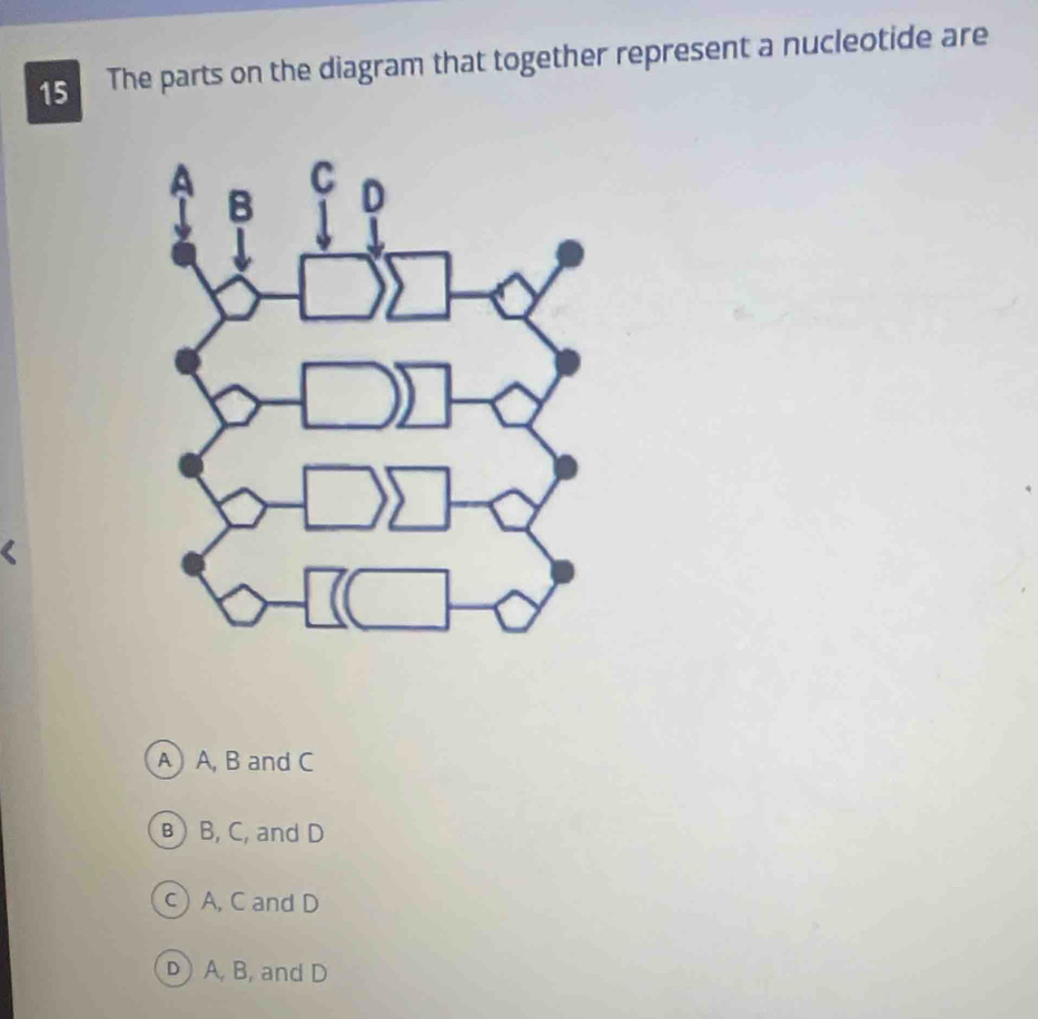 The parts on the diagram that together represent a nucleotide are
A) A, B and C
B) B, C, and D
c A, C and D
D) A. B, and D