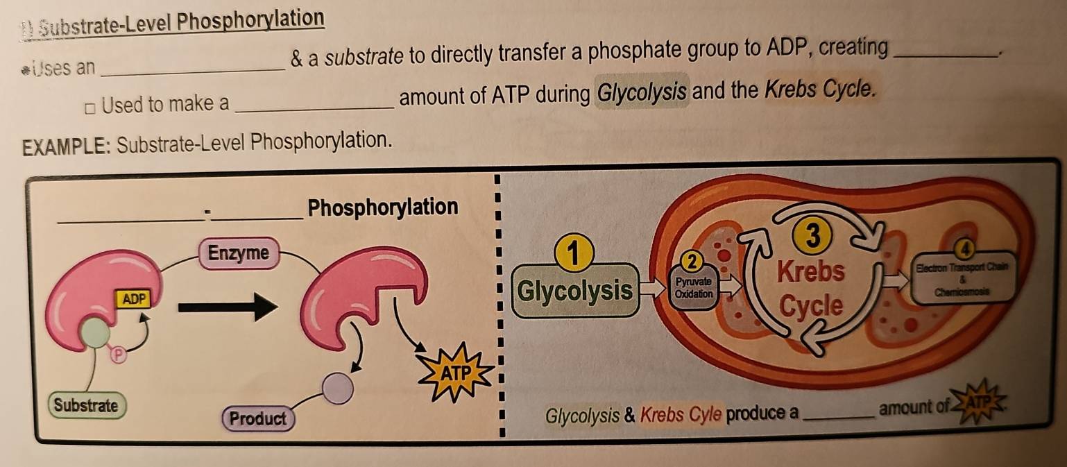 Substrate-Level Phosphorylation 
*Uses an_ & a substrate to directly transfer a phosphate group to ADP, creating_ 
* Used to make a_ amount of ATP during Glycolysis and the Krebs Cycle. 
EXAMPLE: Substrate-Level Phosphorylation.