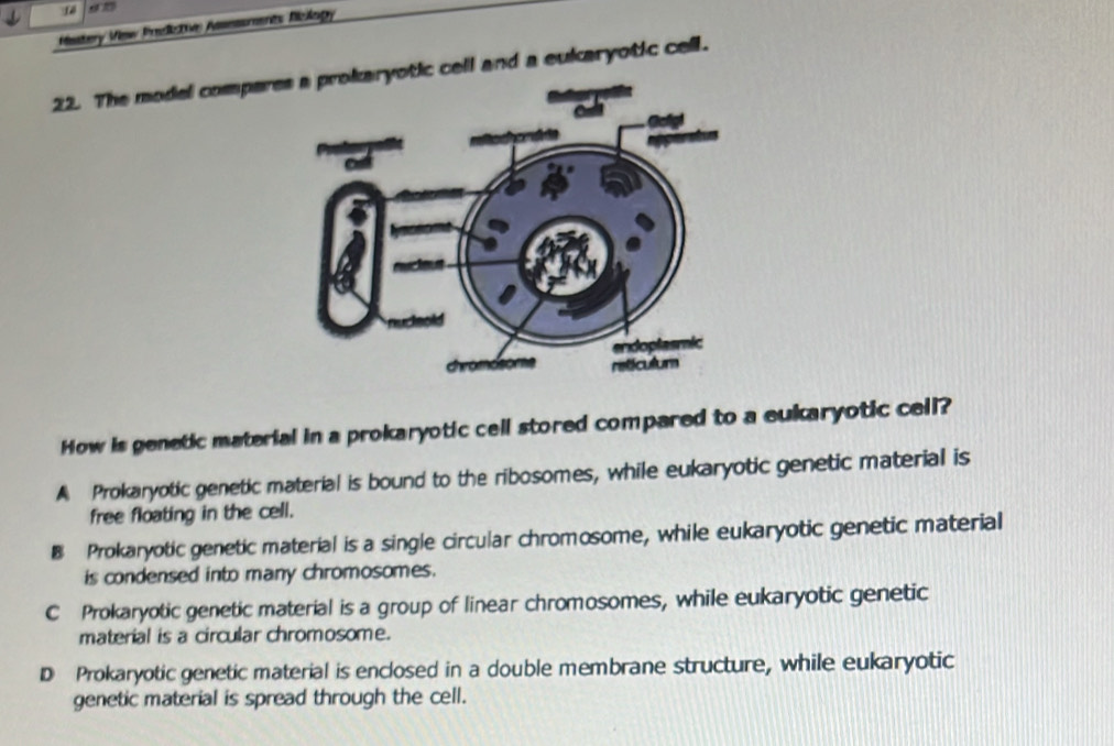 Histery Vew Predictve Asssssments Riclagy
22. The model compares a prokaryotic cell and a eukaryotic cell.
How is genetic material in a prokaryotic cell stored compared to a eukaryotic cell?
A Prokaryotic genetic material is bound to the ribosomes, while eukaryotic genetic material is
free floating in the cell.
8 Prokaryotic genetic material is a single circular chromosome, while eukaryotic genetic material
is condensed into many chromosomes.
C Prokaryotic genetic material is a group of linear chromosomes, while eukaryotic genetic
material is a circular chromosome.
D Prokaryotic genetic material is enclosed in a double membrane structure, while eukaryotic
genetic material is spread through the cell.