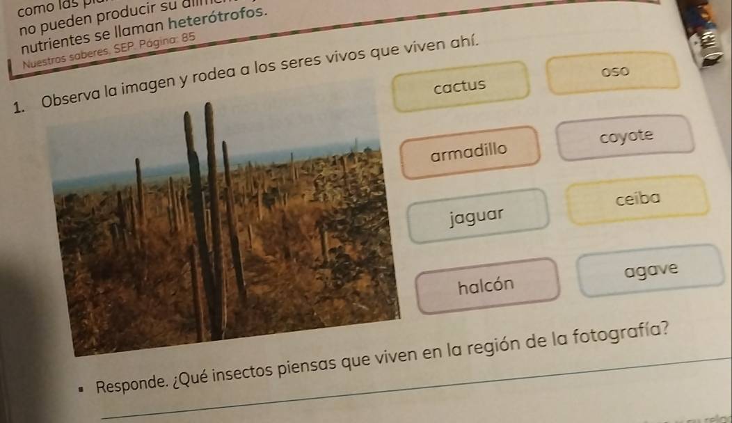 como lás pit
no pueden producir su di
nutrientes se llaman heterótrofos.
Nuestros saberes, SEP. Página: 85
oso
1. Observa la imagen y rodea a los seres vivos que viven ahí.
cactus
armadillo coyote
ceiba
jaguar
halcón agave
Responde. ¿Qué insectos piensas qu en la región de la fotografía?