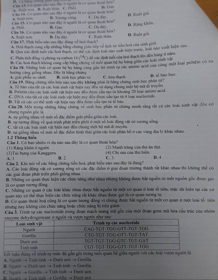 Lã băng chúng gi  hớ
Cie 13. Cơ quan não sau đây ở người là cơ quan thoái hóa?
A. Ruột non. B. Ruột thừa. C. Phối D. Gan.
Cáa 14. Cơ quan não sau đây ở người là cơ quan thoái hỏa?
D. Ruột giả.
A. Ruột non B. Xương cùng C. Dạ dây
Cầu 15. Cơ quan nào sau đây ở người là cơ quan thoái hóa?
A. Phối. B. Gan. C. Dạ dây
D. Răng khôn
Câo 16. Cơ quan não sau đãy ở người là cơ quan thoái hóa?
A. Ruột non. B. Dạ dày. C. Ruột thừa. D. Ruột giả.
Cầu 17. Phát biểu nào sau đây đúng về hoá thạch?
A. Hoa thạch cung cấp những bằng chứng gián tiếp về lịch sử tiến hoá của sinh giới
B. Qua xác định tuổi các hoa thạch, có thể xác định loài nào xuất hiện trước, loài nào xuất hiện sau
C. Phân tích đồng vị phóng xạ carbon 14(^14C) để xác định tuổi của hoá thạch lên đến hàng tỉ năm.
D. Các hoa thạch không cung cấp bằng chứng về môi quan hệ họ hàng giữa các loài sinh vật
Câu 18. Những loài có quan hệ họ hàng càng gản thì trình tự các amino acid của cùng một loại prôtêin có xu
hướng càng giống nhau. Đây là bằng chứng
A. giải phẫu so sánh. B. sính học phân tử. C. hóa thạch. D. tế bảo học.
Câu 19. Bằng chứng tiến hóa nào sau dây không phải là bằng chứng sinh học phần tử?
A. Tế bào của tắt cả các loài sinh vật hiện nay đều sử dụng chung một bộ mã di truyền.
B. Protêin của các loài sinh vật hiện nay đều được cầu tạo từ khoảng 20 loại amino acid.
C. DNA của tắt cả các loài sinh vật hiện nay đều được cầu tạo từ 4 loại nucleotide.
D. Tất cả các cơ thể sinh vật hiện nay đều được cầu tạo từ tế bào.
Câu 20. Một trong những bằng chứng về sinh học phân tử chứng minh rằng tắt cả các loài sinh vật đều có
chung nguồn gốc là
A. sự giống nhau về một số đặc điểm giải phẫu giữa các loài.
B. sự tương đồng về quá trình phát triển phối ở một số loài động vật có xương sống.
C. tất cả các loài sinh vật hiện nay đều chung một bộ mã di truyền.
D. sự giống nhau về một số đặc điểm hình thái giữa các loài phân bố ở các vùng địa lý khác nhau.
1.2 Thông hiểu
Câu 1. Có bao nhiêu ví dụ nào sau đây là cơ quan thoái hóa?
(1) Răng khôn ở người. (2) Manh tràng của thủ ăn thịt.
(3)Túi bụng của Kangguru. (4) Chi sau của thú biển.
A. l B. 2 C. 3. D. 4
Câu 2. Khi nói về các bằng chứng tiến hoá, phát biểu nào sau đây là đúng?
A. Các loài động vật có xương sồng có các đặc điểm ở giai đoạn trưởng thành rất khác nhau thì không thể có
các giai đoạn phát triển phôi giống nhau.
B. Những cơ quan thực hiện các chức năng như nhau nhưng không được bắt nguồn từ một nguồn gốc được gọi
là cơ quan tương đồng.
C. Những cơ quan ở các loài khác nhau được bắt nguồn từ một cơ quan ở loài tổ tiên, mặc dù hiện tại các cơ
quan này có thể thực hiện các chức năng rất khác nhau được gọi là cơ quan tương tự.
D. Cơ quan thoái hoá cũng là cơ quan tương đồng vì chúng được bắt nguồn từ một cơ quan ở một loài tổ tiên
nhưng nay không còn chức năng hoặc chức năng bị tiêu giảm.
Câu 3. Trình tự các nucleotide trong đoạn mạch mang mã gốc của một đoạn gene mã hóa cầu trúc của nhóm
Kết luận đúng về trình tự mức độ gần gũi trong mối quan hệ giữa người với các loài vượn người là
A. Người → Tình tinh → Đười ươi → Gorilla.
B. Người → Đười ươi → Tinh tinh → Gorilla.
C. Người → Gorilla → Tỉnh tỉnh → Đười ươi.
D. Neười → Tinh tinh → Gorilla → Dười ưới