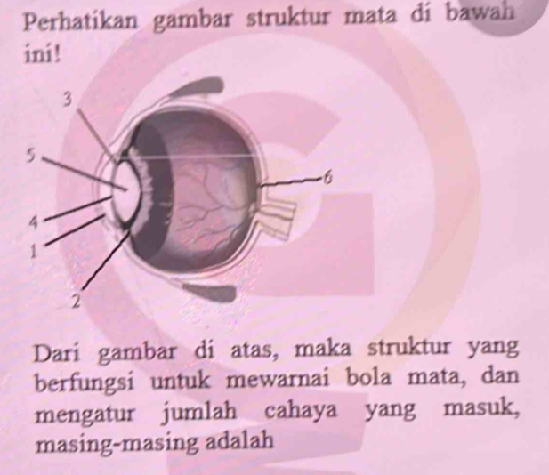 Perhatikan gambar struktur mata di bawah 
Dari gambar di atas, maka struktur yang 
berfungsi untuk mewarnai bola mata, dan 
mengatur jumlah cahaya yang masuk, 
masing-masing adalah