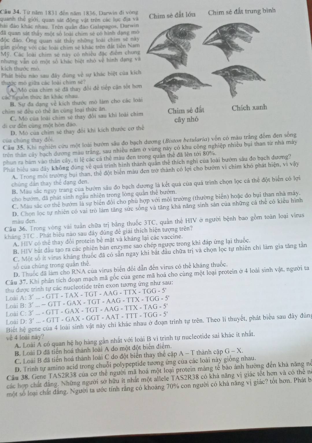 Câu 34, Từ năm 1831 đến năm 1836, Darwin đi vòng
Chim sẻ đất lớn
quanh thể giới, quan sát động vật trên các lục địa và Chim sẻ đất trung bình
đái đảo khác nhau. Trên quân đảo Galapagos, Darwin
đã quan sát thấy một số loài chim sẻ có hình dạng mỏ
độc đảo. Ông quan sát thấy những loài chim sẻ này
gân giống với các loài chim sẻ khác trên đất liên Nam
Mỹ. Các loài chim sẻ này có nhiều đặc điểm chung
nhưng vẫn có một số khác biệt nhỏ về hình dạng và
kích thước mò.
Phát biểu nào sau đây đúng về sự khác biệt của kích
thước mó giữa các loài chim sè?
A.Mô của chim sẻ đã thay đổi để tiếp cận tốt hơn
các nguồn thức ăn khác nhau.
B. Sự đa đang về kích thước mỏ làm cho các loà
chim sẻ đều có thể ăn cùng loại thức ăn.
C. Mỏ của loài chim sẻ thay đôi sau khi loài chi
di cư đến cùng một hòn đáo.
D. Mỏ của chim sẻ thay đổi khi kích thước cơ th
của chúng thay đổi.
Câu 35. Khi nghiên cứu một loài bướm sâu đo bạch dương (Biston betularia) vốn có màu trắng đốm đen sống
trên thần cây bạch dương màu trắng, sau nhiều năm ở vùng này có khu công nghiệp nhiều bụi than từ nhà máy
phun ra bám vào thân cây, tỉ lệ các cá thể màu đen trong quân thể đã lên tới 80%.
Phát biểu sau đây không đúng về quá trình hình thành quản thể thích nghi của loài bướm sâu đo bạch dương?
A. Trong môi trường bụi than, thể đột biến màu đen trở thành có lợi cho bướm vì chim khó phát hiện, vì vậy
chúng dân thay thế dạng đen.
B. Màu sắc ngụy trang của bướm sâu đo bạch dương là kết quả của quá trình chọn lọc cá thể đột biển có lợi
cho bướm, đã phát sinh ngẫu nhiện trong lòng quản thể bướm.
C. Màu sắc cơ thể bướm là sự biến đồi cho phù hợp với môi trường (thường biển) hoặc do bụi than nhà máy.
D. Chọn lọc tự nhiên có vai trò làm tăng sức sống và tăng khả năng sinh sản của những cá thể có kiểu hình
màu đen.
Câu 36. Trong vòng vài tuần chữa trị bằng thuốc 3TC, quần thể HIV ở người bệnh bao gồm toàn loại virus
kháng 3TC . Phát biểu nào sau đây đúng đề giải thích hiện tượng trên?
A. HIV có thể thay đổi protein bể mặt và kháng lại các vaccine.
B. HIV bắt đầu tạo ra các phiên bản enzyme sao chép ngược trong khi đáp ứng lại thuốc.
C. Một số ít virus kháng thuốc đã có sẵn ngay khi bắt đầu chữa trị và chọn lọc tự nhiên chi làm gia tăng tần
số của chúng trong quân thê.
D. Thuốc đã làm cho RNA của virus biến đổi dẫn đến virus có thể kháng thuốc.
Cầu 37. Khi phân tích đoạn mạch mã gốc của gene mã hoá cho cùng một loại protein ở 4 loài sinh vật, người ta
thu được trình tự các nucleotide trên exon tương ứng như sau:
Loài A 3'..-GTT-TAX-TGT-AAG-TTX-TGG-5'
3'..-GTT-GAX-TGT-AAG-TTX-TGG-5'
Loài B: 3'..-GTT-GAX-TGT-AAG-TTX-TAG-5'
Loài C:
Loài D: 3'..-GTT-GAX-GGT-AAT-TTT-TGG-5'
Biết hệ gene của 4 loài sinh vật này chỉ khác nhau ở đoạn trình tự trên. Theo lí thuyết, phát biểu sau đây đúng
vê 4 loài này?
A. Loài A có quan hệ họ hàng gần nhất với loài B vì trình tự nucleotide sai khác ít nhất.
B. Loài D đã tiến hoá thành loài A do một đột biến điểm.
C. Loài B đã tiến hoá thành loài C do đột biến thay thế cặp A - T thành cặp G-X.
D. Trình tự amino acid trong chuỗi polypeptide tương ứng của các loài này giống nhau.
Cầu 38, Gene TAS2R38 của cơ thể người mã hoá một loại protein màng tế bào ảnh hưởng đến khả năng nể
các hợp chất đẳng. Những người sở hữu ít nhất một allele TAS2R38 có khả năng vị giác tốt hơn và có thể nó
một số loại chất đắng. Người ta ước tính rằng có khoảng 70% con người có khả năng vị giác? tốt hơn. Phát b