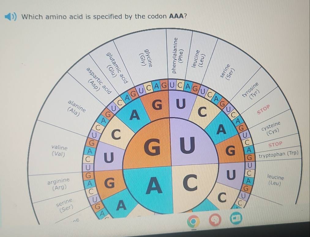 Which amino acid is specified by the codon AAA?